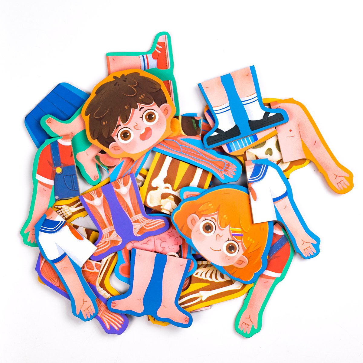 magnetic body structure puzzle 2