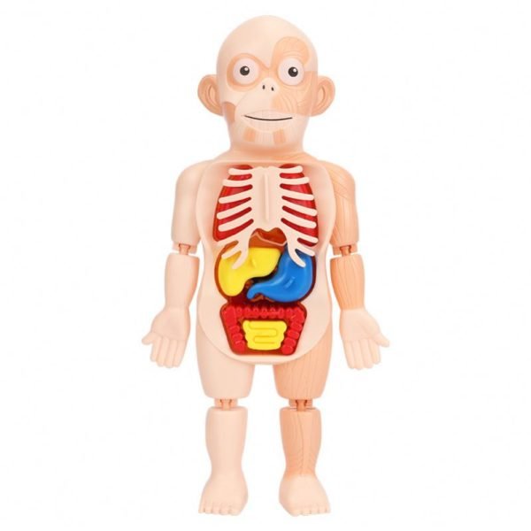human body model