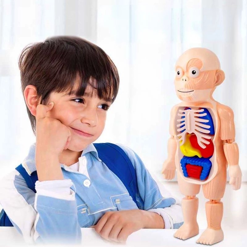 human body model 2