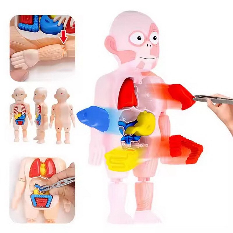 human body model 4