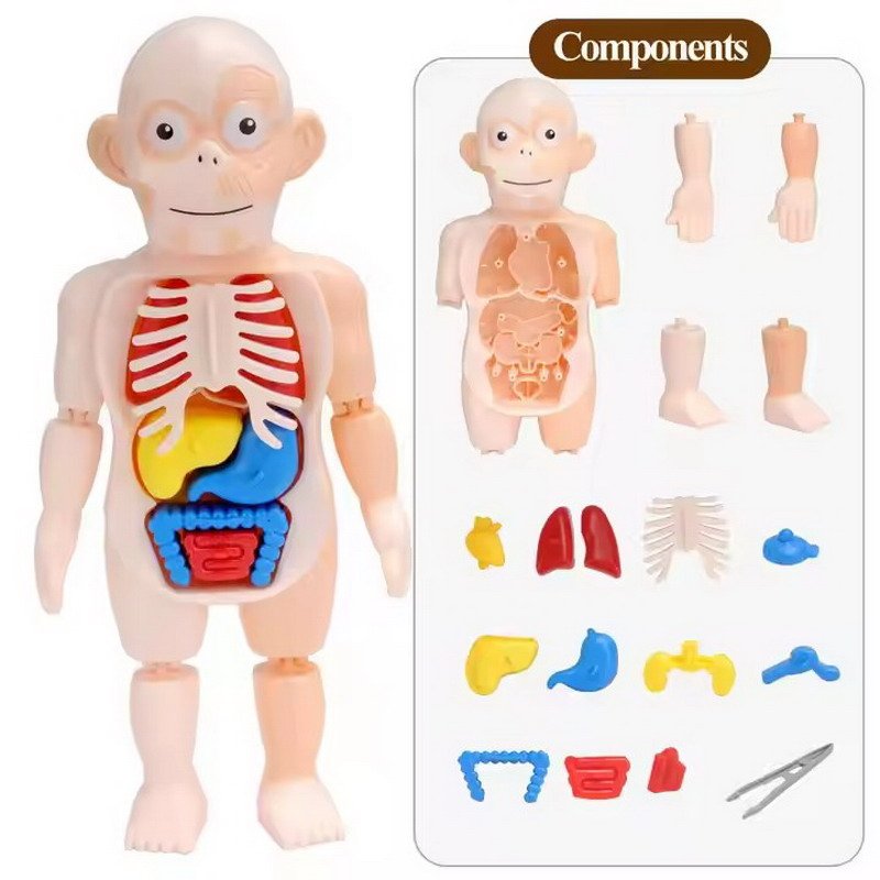 human body model 5