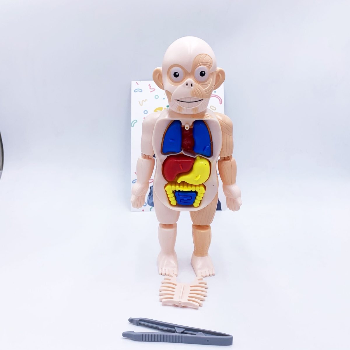 human body model 6