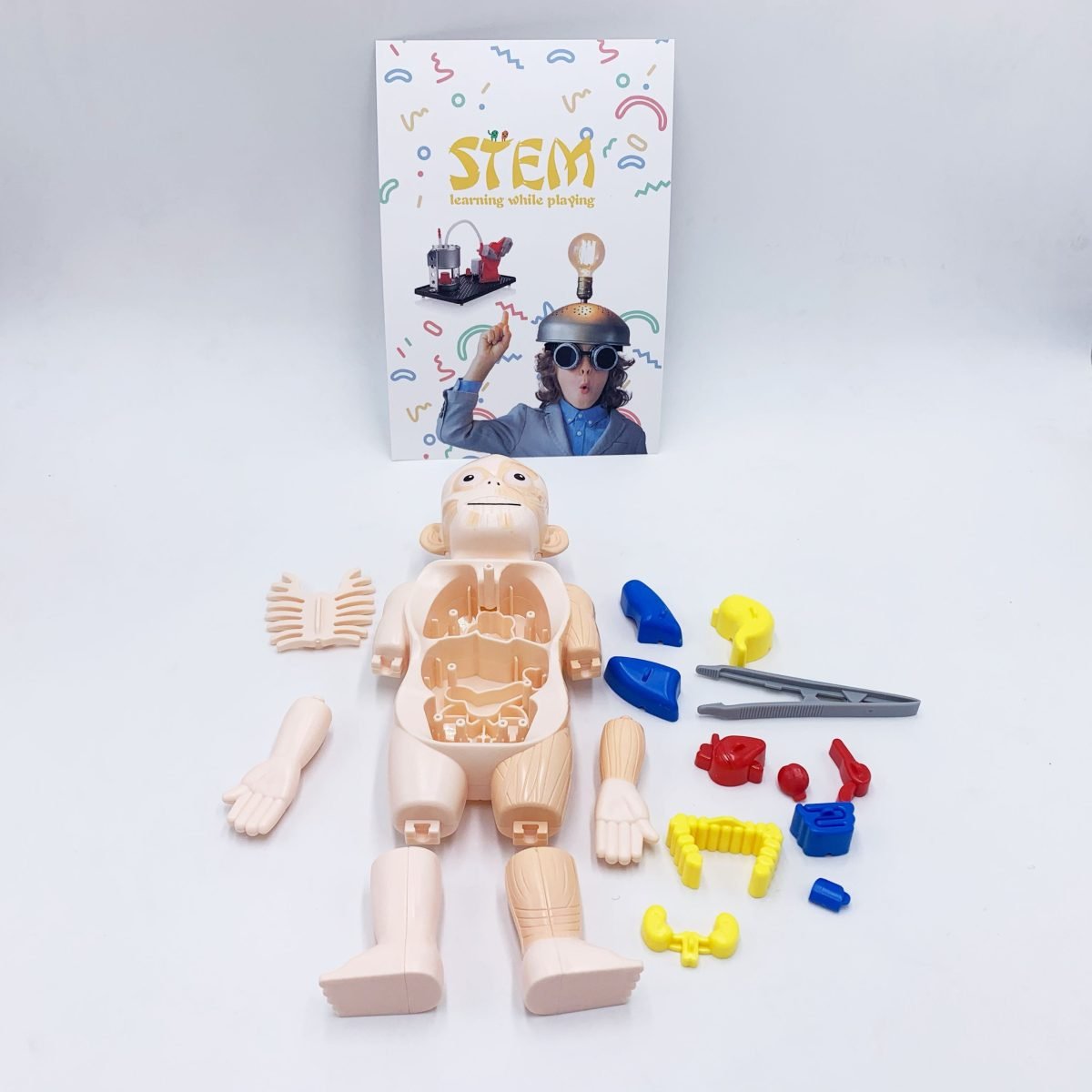 human body model 7