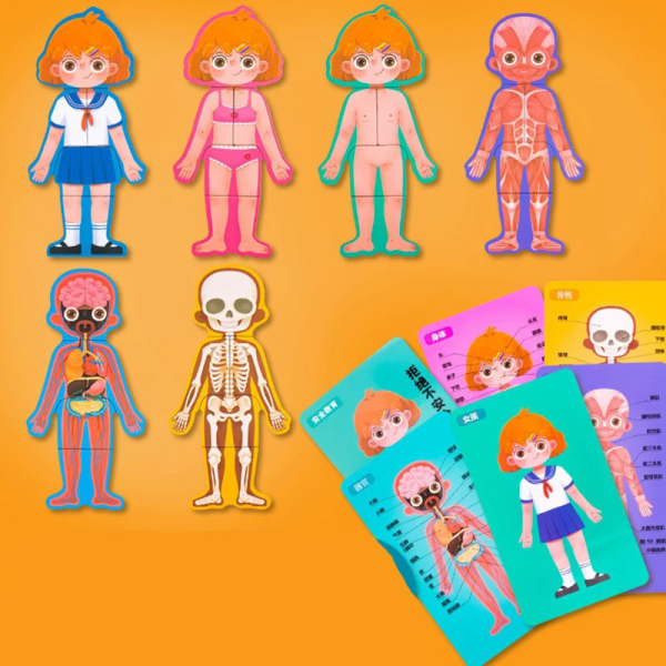 Body Structure Puzzle