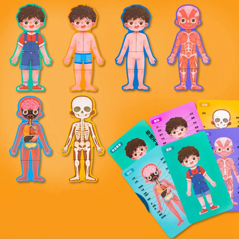 Body Structure Puzzle 1