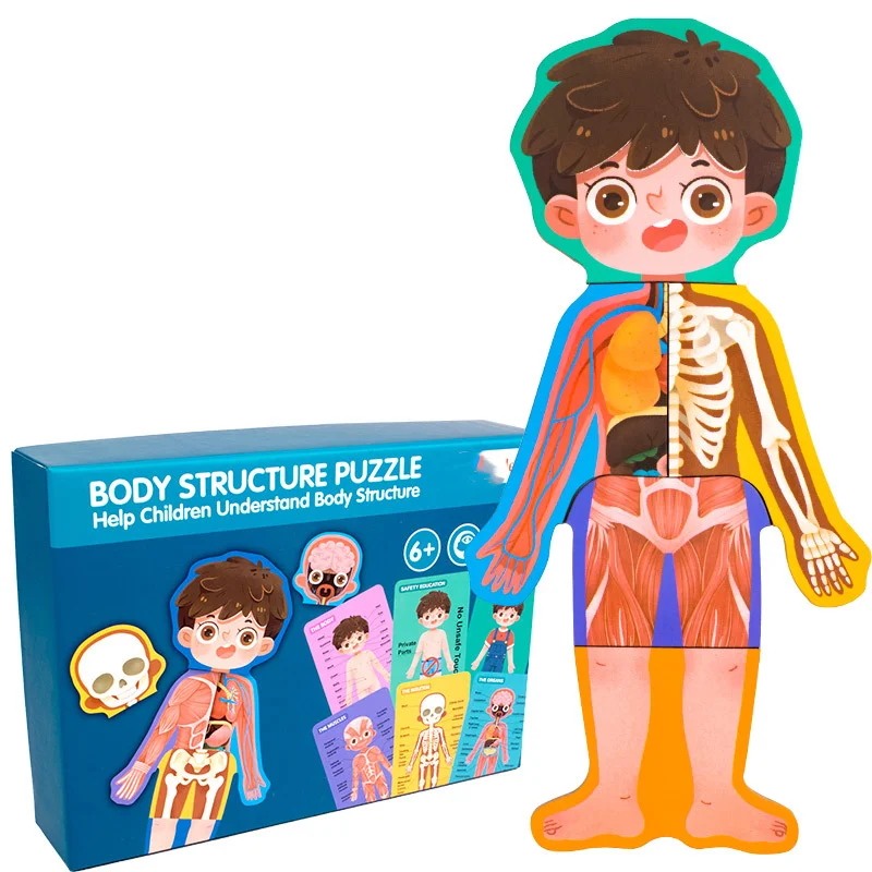 Body Structure Puzzle 4